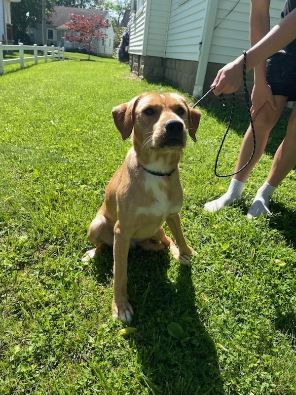 Brothers : Hank