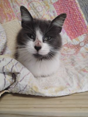 Helen, Adult Female Domestic Short Hair