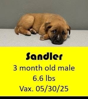 Sandler 1