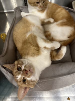 Archie