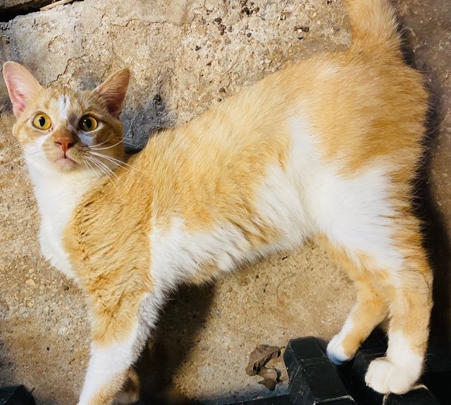 Charlie 1