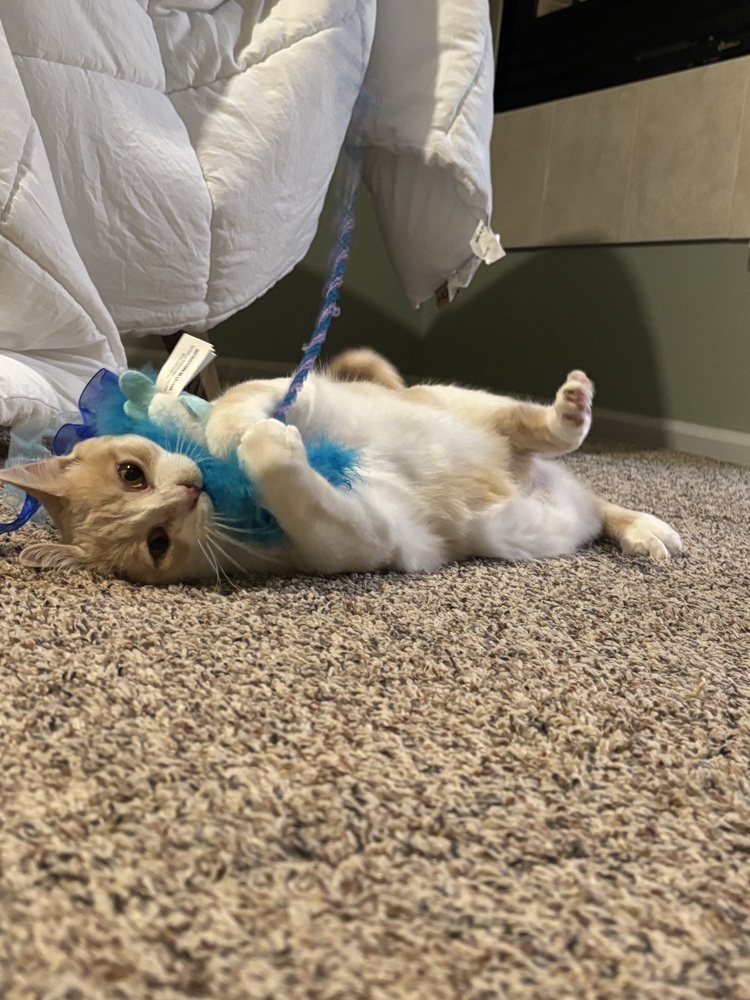 Queenie, an adoptable Domestic Short Hair in Lafayette, CO, 80026 | Photo Image 2