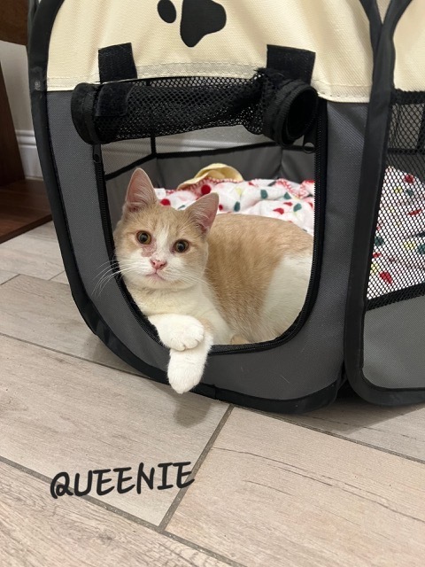 Queenie, an adoptable Domestic Short Hair in Lafayette, CO, 80026 | Photo Image 3