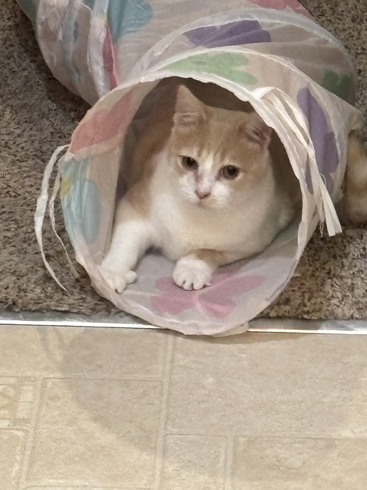 Queenie, an adoptable Domestic Short Hair in Lafayette, CO, 80026 | Photo Image 4