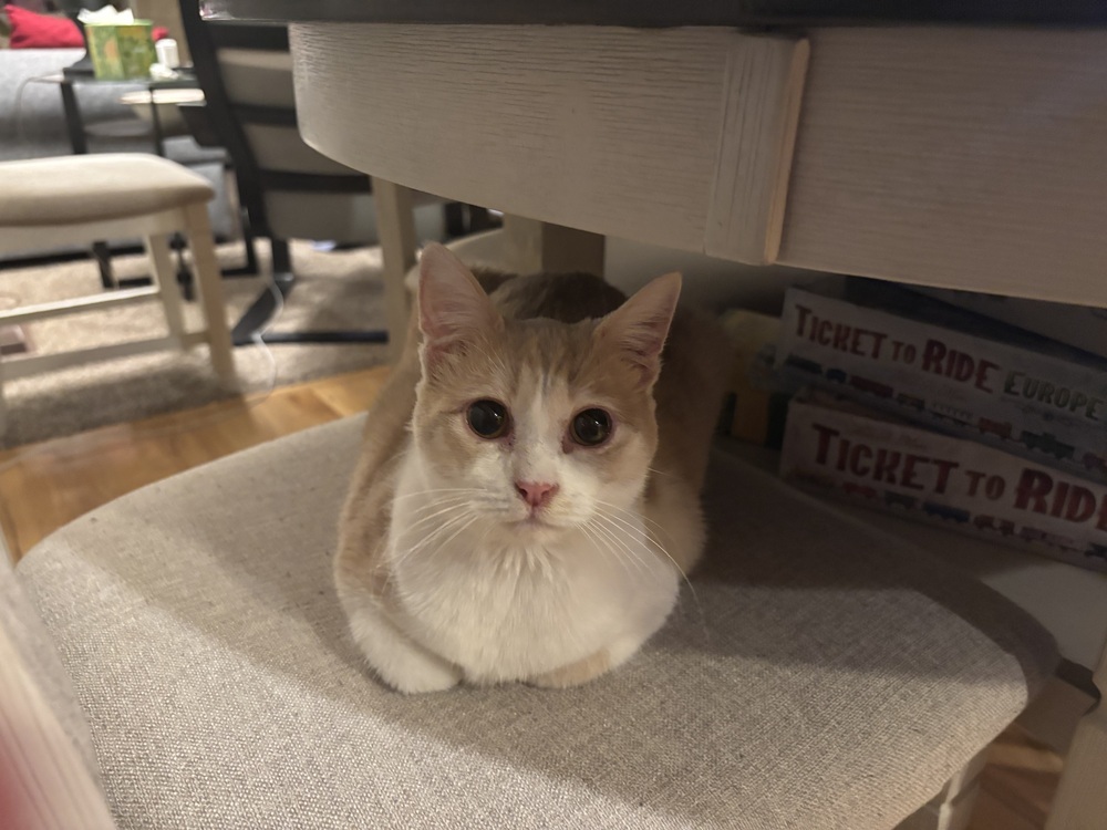 Queenie, an adoptable Domestic Short Hair in Lafayette, CO, 80026 | Photo Image 5