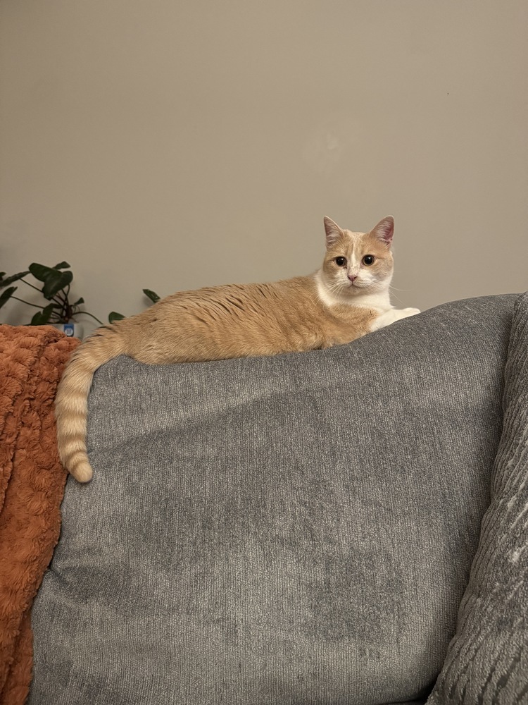 Queenie, an adoptable Domestic Short Hair in Lafayette, CO, 80026 | Photo Image 6