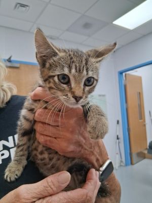 Zebe, Baby Male Domestic Short Hair