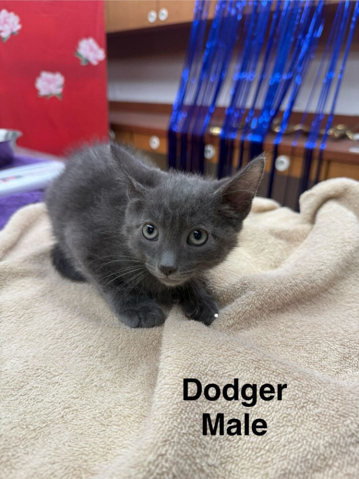 Dodger 1