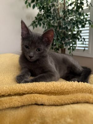 Dodger, Baby Male Domestic Medium Hair