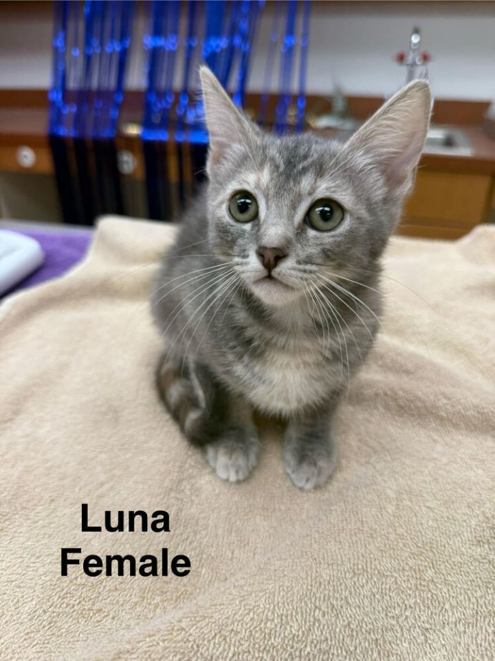 Luna 1