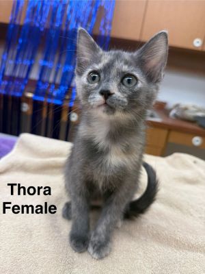 Thora