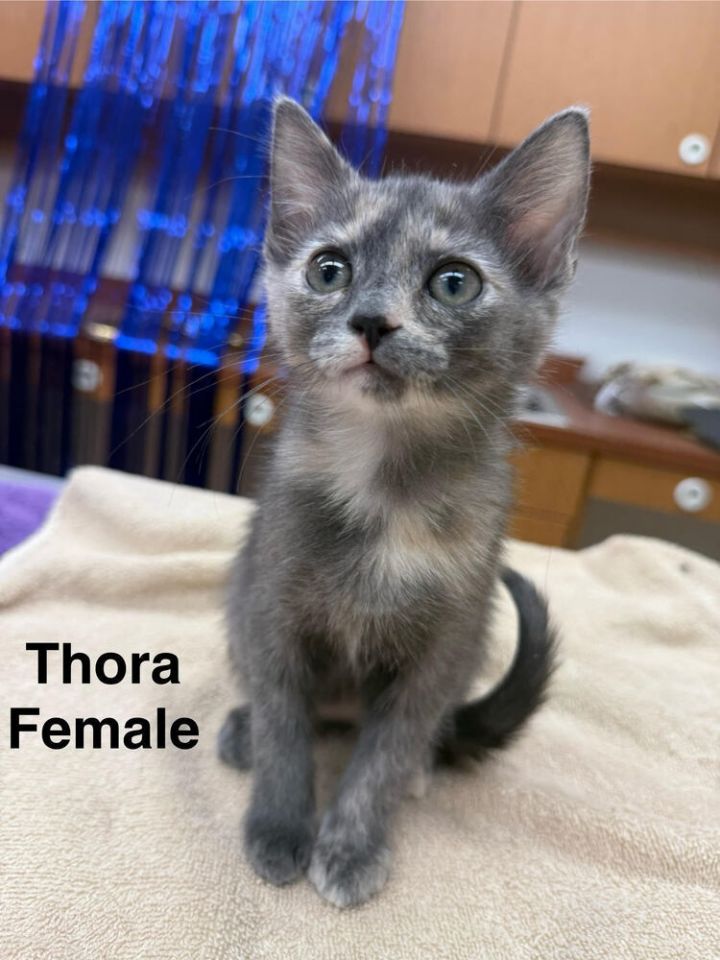 Thora 1