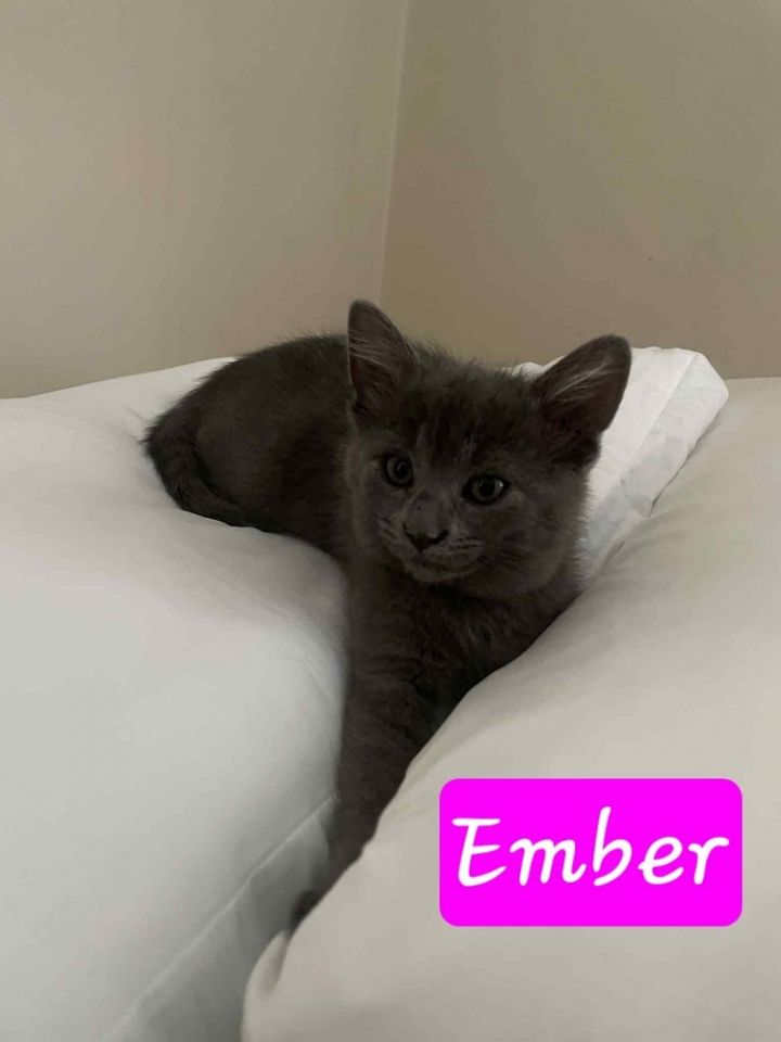 Ember 6