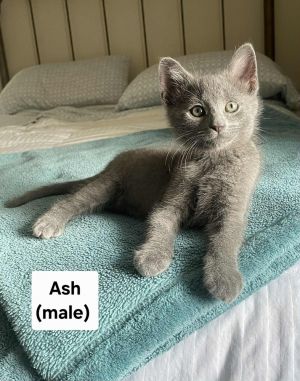 Ash