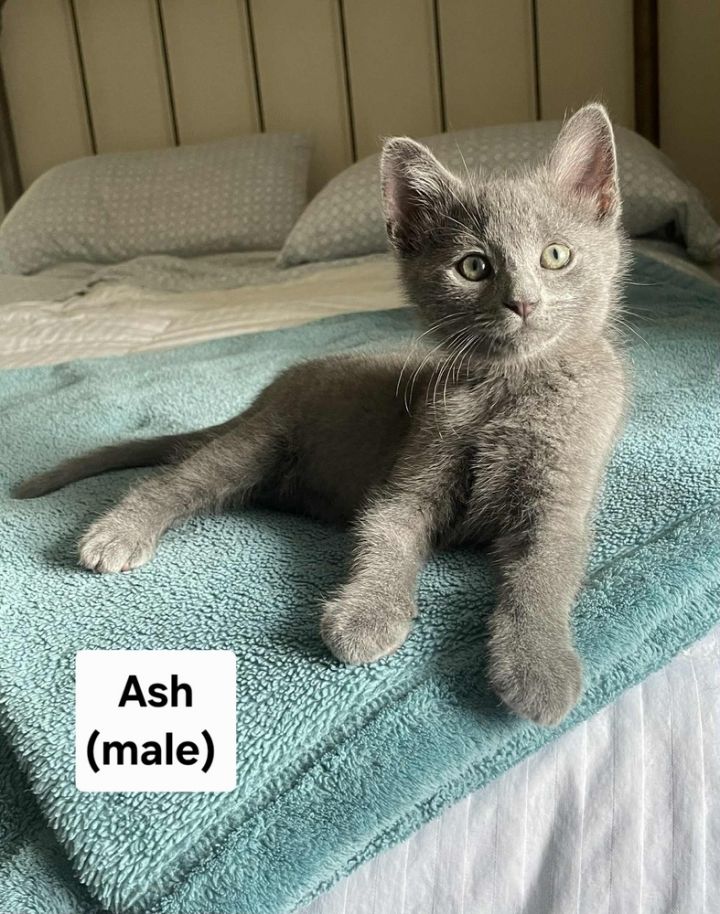 Ash 1