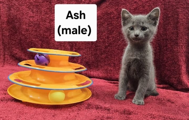 Ash 3