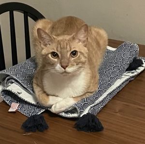 Roger: adoption pending Domestic Short Hair Cat