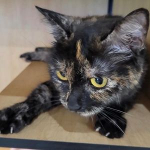 Fanta Domestic Short Hair Cat