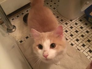 Creamsicle Domestic Short Hair Cat