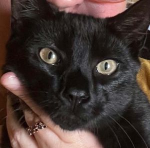 Baklava Domestic Short Hair Cat