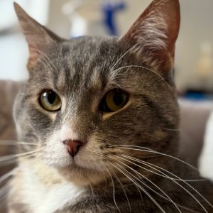 Reginald Domestic Short Hair Cat
