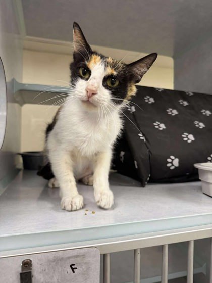 Callie, an adoptable Domestic Short Hair in Buchanan Dam, TX, 78609 | Photo Image 1