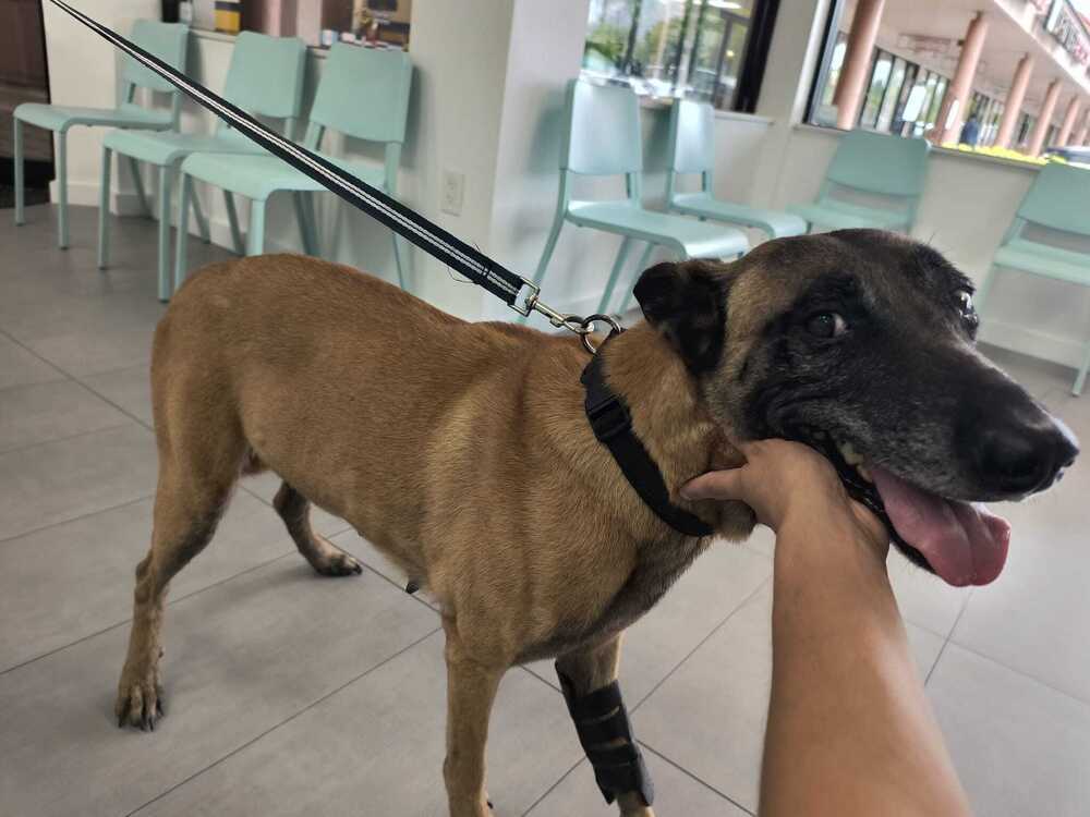 Mango - Located in Florida