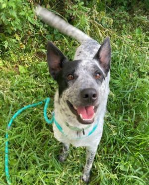 Ziggy, Adult Male Cattle Dog