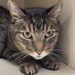 Lotus, an adoptable Domestic Short Hair in Yuma, AZ, 85365 | Photo Image 2