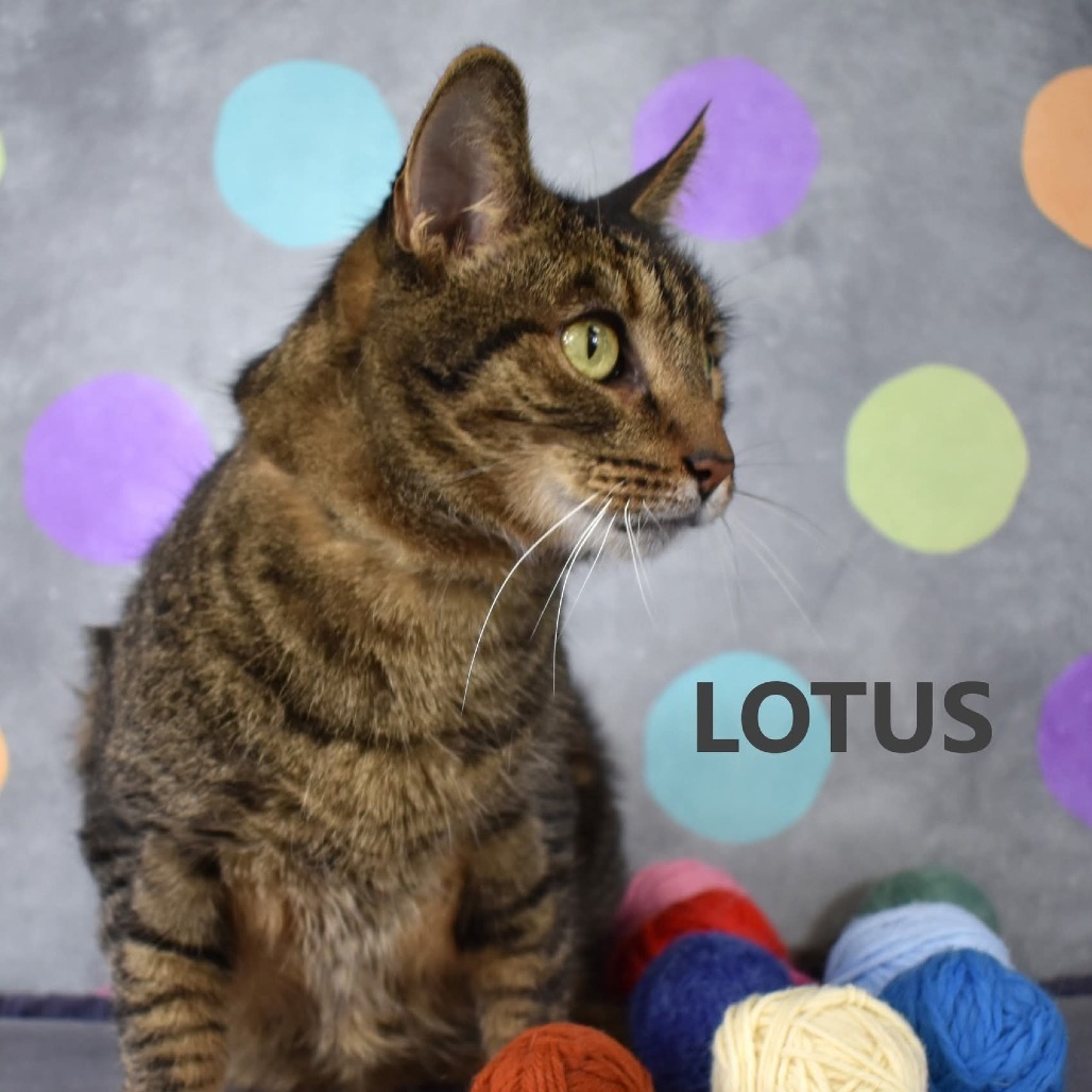 Lotus, an adoptable Domestic Short Hair in Yuma, AZ, 85365 | Photo Image 3