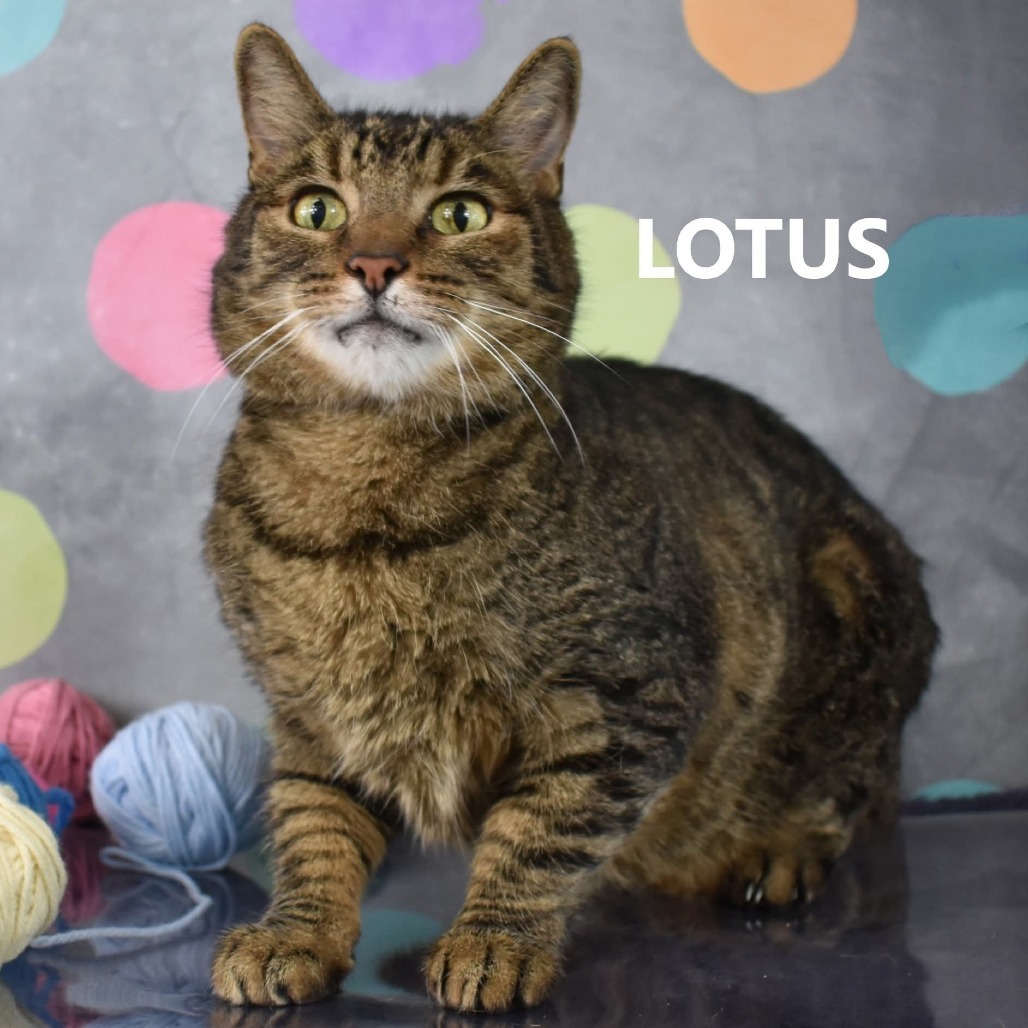 Lotus, an adoptable Domestic Short Hair in Yuma, AZ, 85365 | Photo Image 4