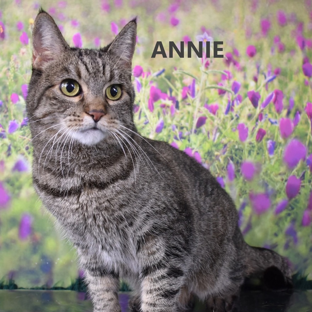 Annie, an adoptable Domestic Short Hair in Yuma, AZ, 85365 | Photo Image 1