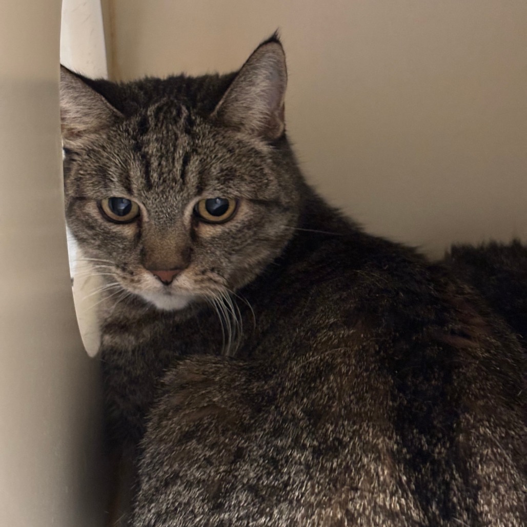 Annie, an adoptable Domestic Short Hair in Yuma, AZ, 85365 | Photo Image 2