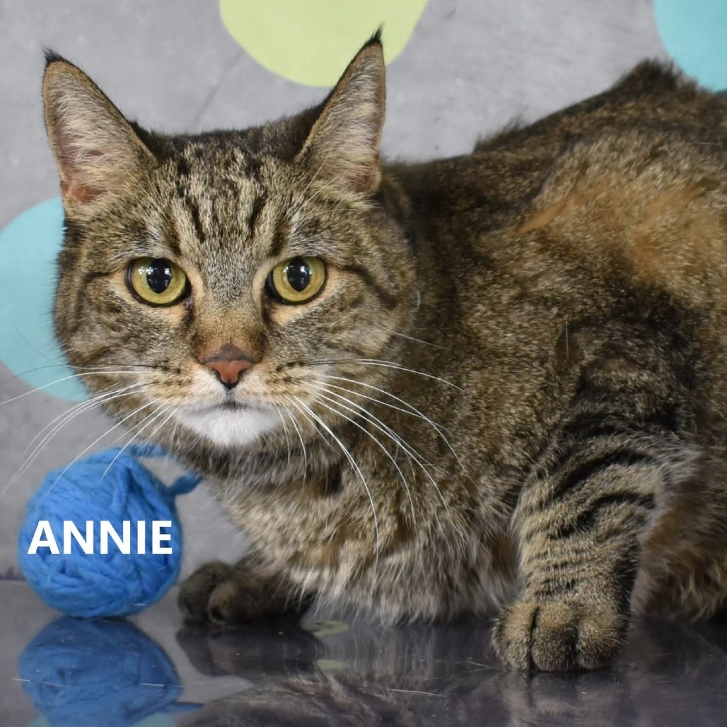 Annie, an adoptable Domestic Short Hair in Yuma, AZ, 85365 | Photo Image 3