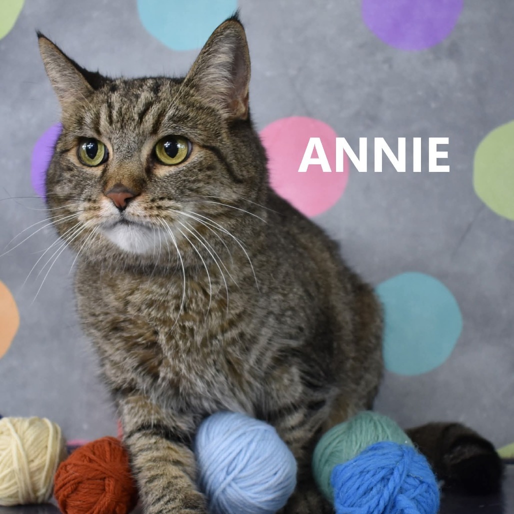 Annie, an adoptable Domestic Short Hair in Yuma, AZ, 85365 | Photo Image 4
