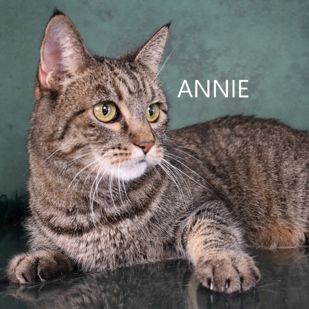 Annie, an adoptable Domestic Short Hair in Yuma, AZ, 85365 | Photo Image 5