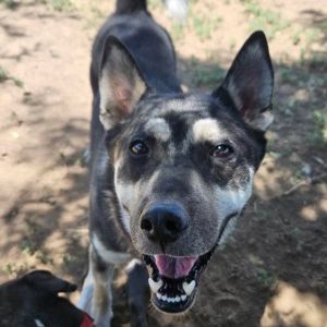 Cosmo - Good with dogs! Adopt $50!, Young Male Husky