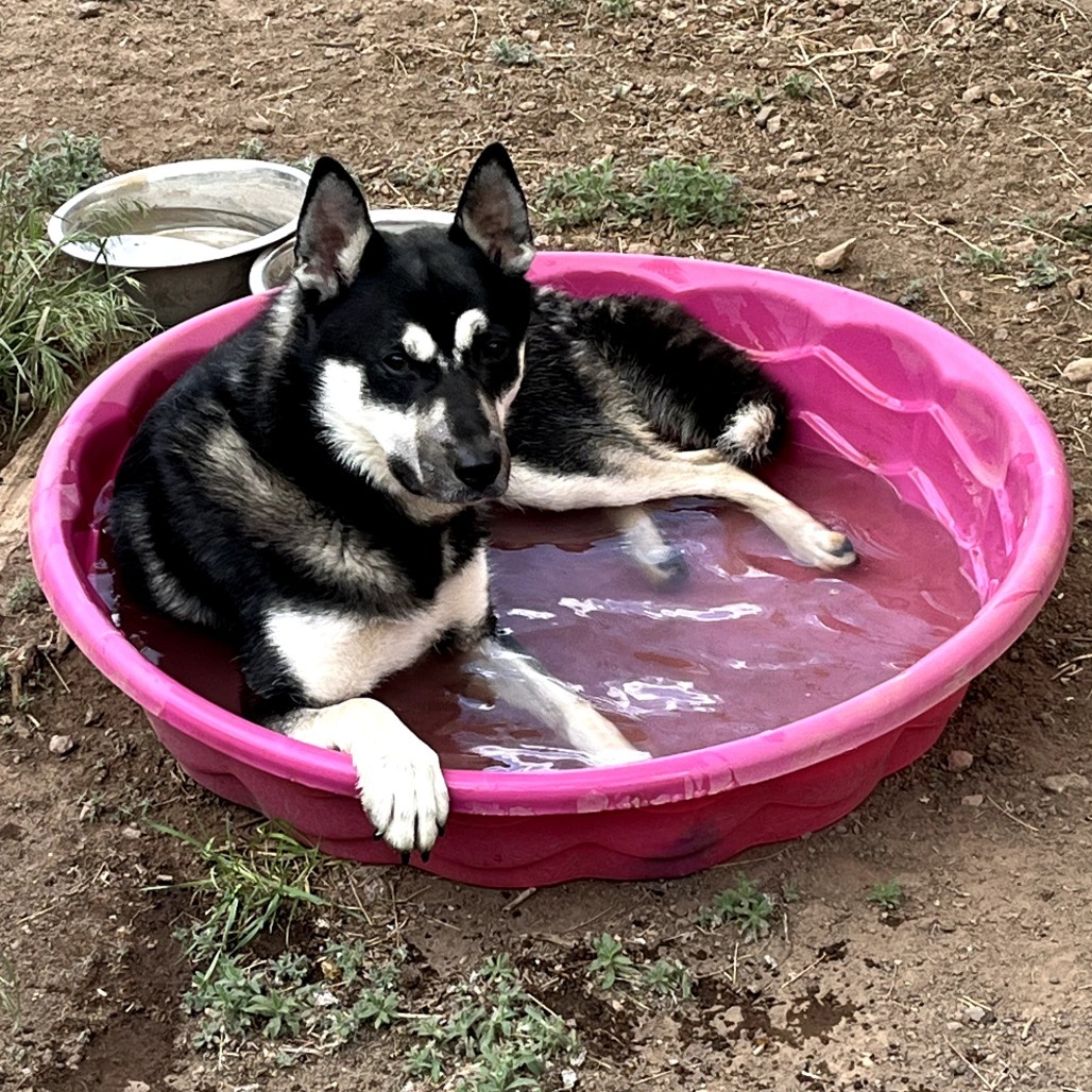 Cosmo - Good with dogs! Adopt $50!