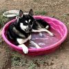 Cosmo - Good with dogs! Adopt $50! photo 4