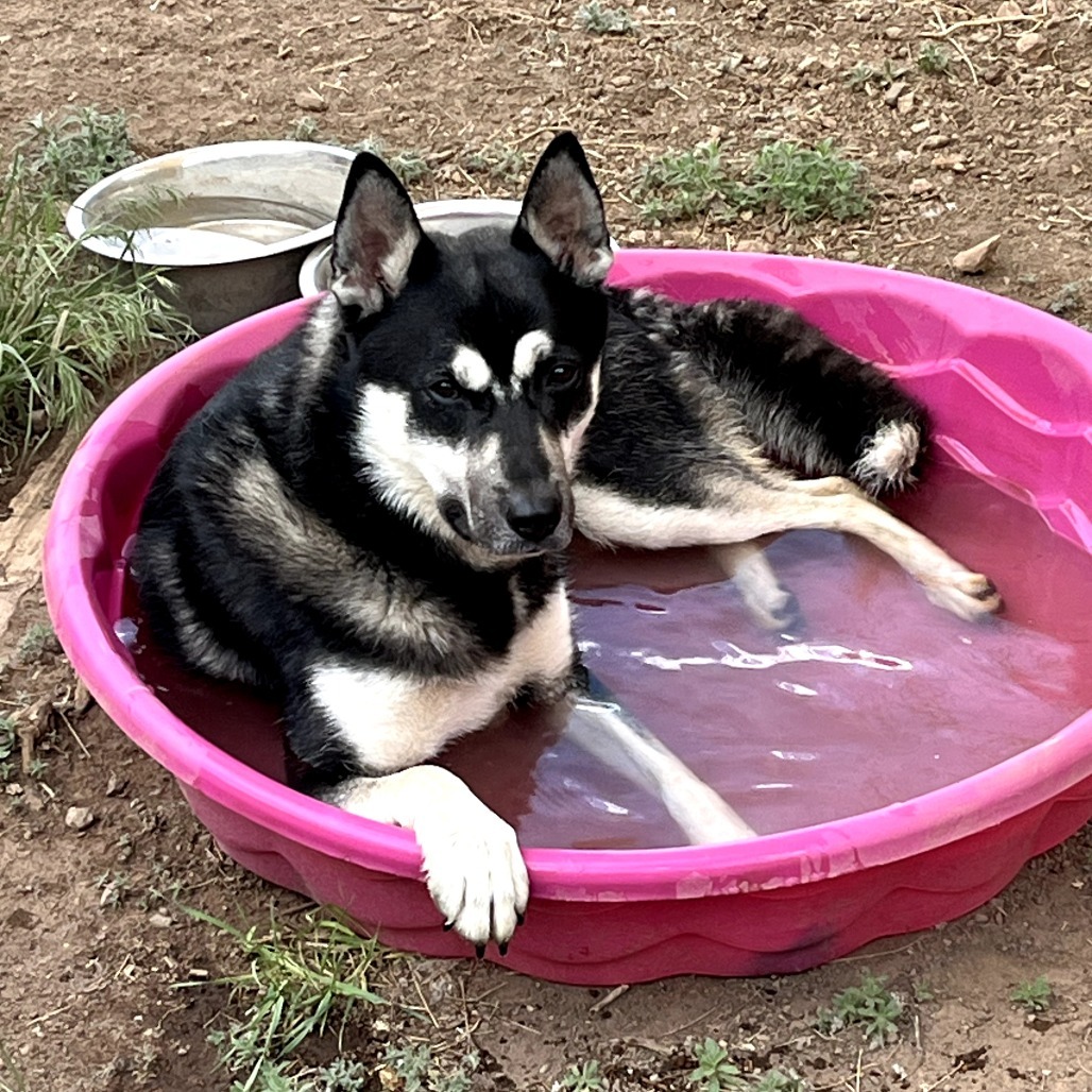 Cosmo - Good with dogs! Adopt $50!
