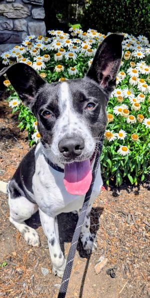 Grady SCAS, Young Male Labrador Retriever