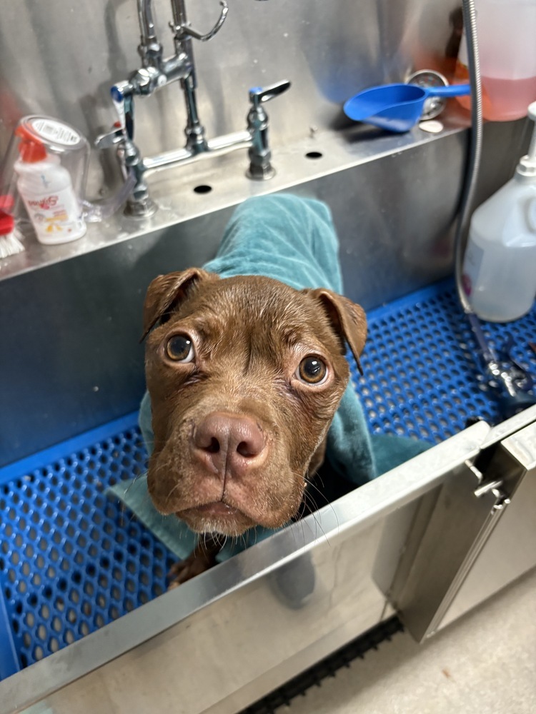 Tyson