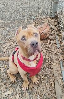 Brutus, Adult Male Pit Bull Terrier