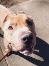 Brutus photo 2