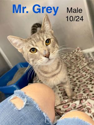 Mr. Gray, Baby Male Domestic Short Hair