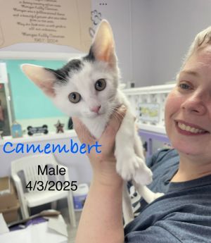 Camembert, Baby Male Domestic Short Hair