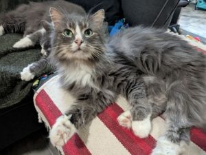Fjord, Senior Male Domestic Long Hair