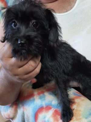 Sapphire, Baby Female Scottish Terrier