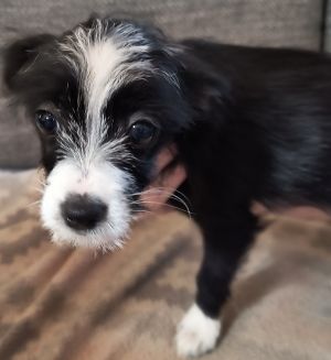 Patches, Baby Female Scottish Terrier