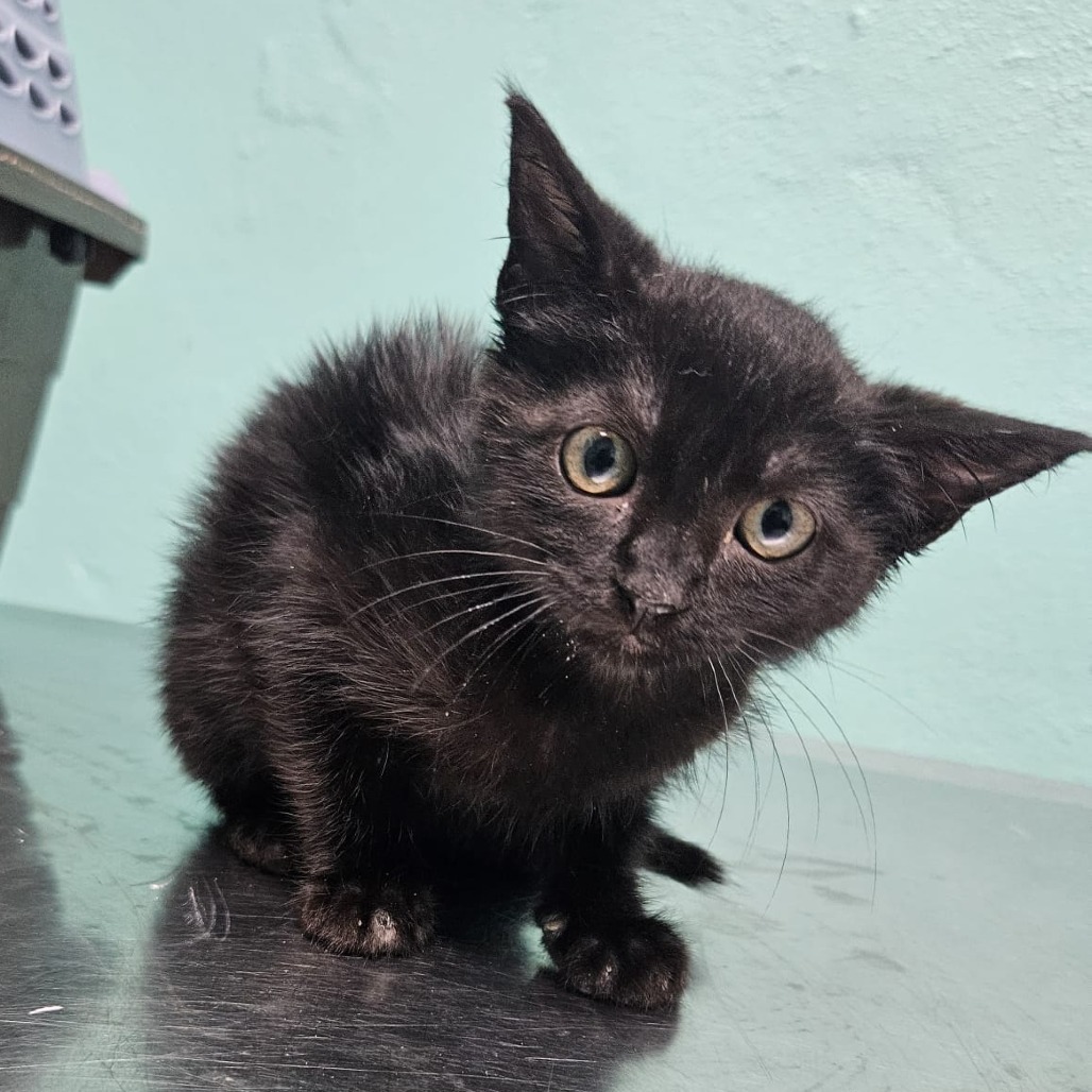 Cassandra, an adoptable Domestic Short Hair in Guaynabo, PR, 00969 | Photo Image 1
